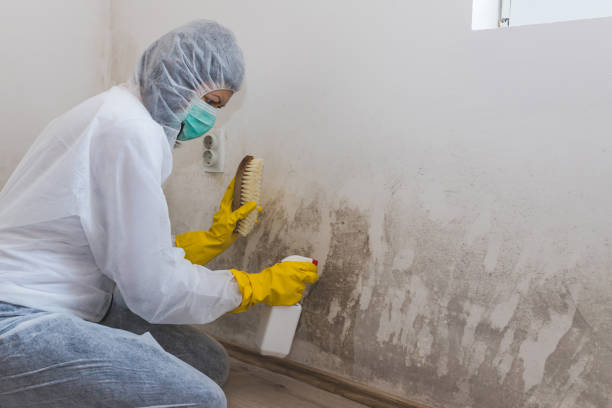 Why You Should Choose Our Mold Remediation Services in Hebron Estates, KY